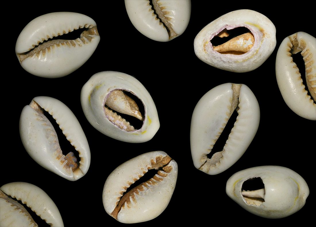 The History Hoard